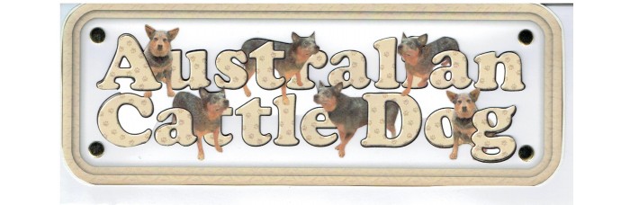 Australian Cattle Dog